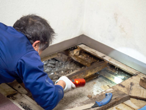 Mold Removal and Inspection in River Oaks, TX