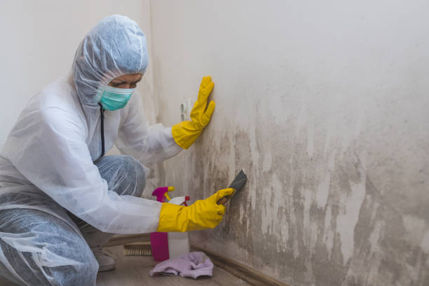 Office Mold Removal Services in River Oaks, TX