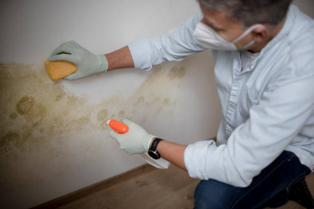 Best Emergency Mold Removal  in River Oaks, TX