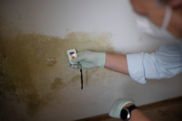 Best Mold Testing  in River Oaks, TX