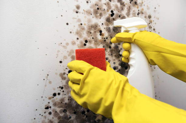 Best Fast Mold Removal  in River Oaks, TX