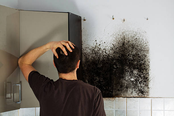 Best Mold Damage Repair  in River Oaks, TX